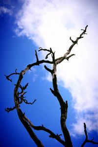Low angle view of bare tree against sky