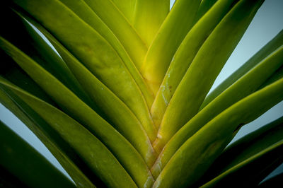 Full frame shot of succulent plant