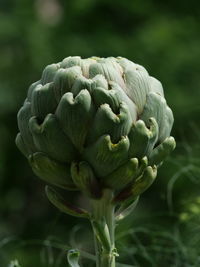 Close-up of flowering plant