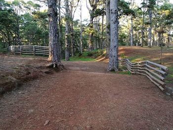 Trees in park