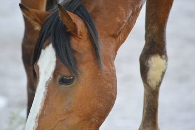 Close-up of horse
