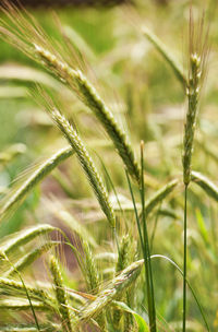 Close-up of wheat growing on field