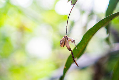 Close-up of insect on plant