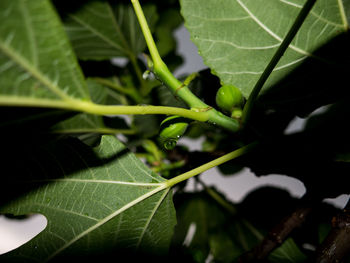 Close-up of water drops on leaves