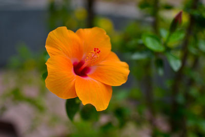 Close-up of orange flower against blurred background