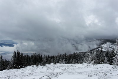 Pine trees on snow covered land against sky