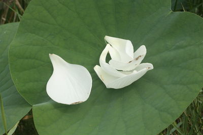 Close-up of white lotus water lily