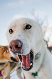 Close-up portrait of a dog