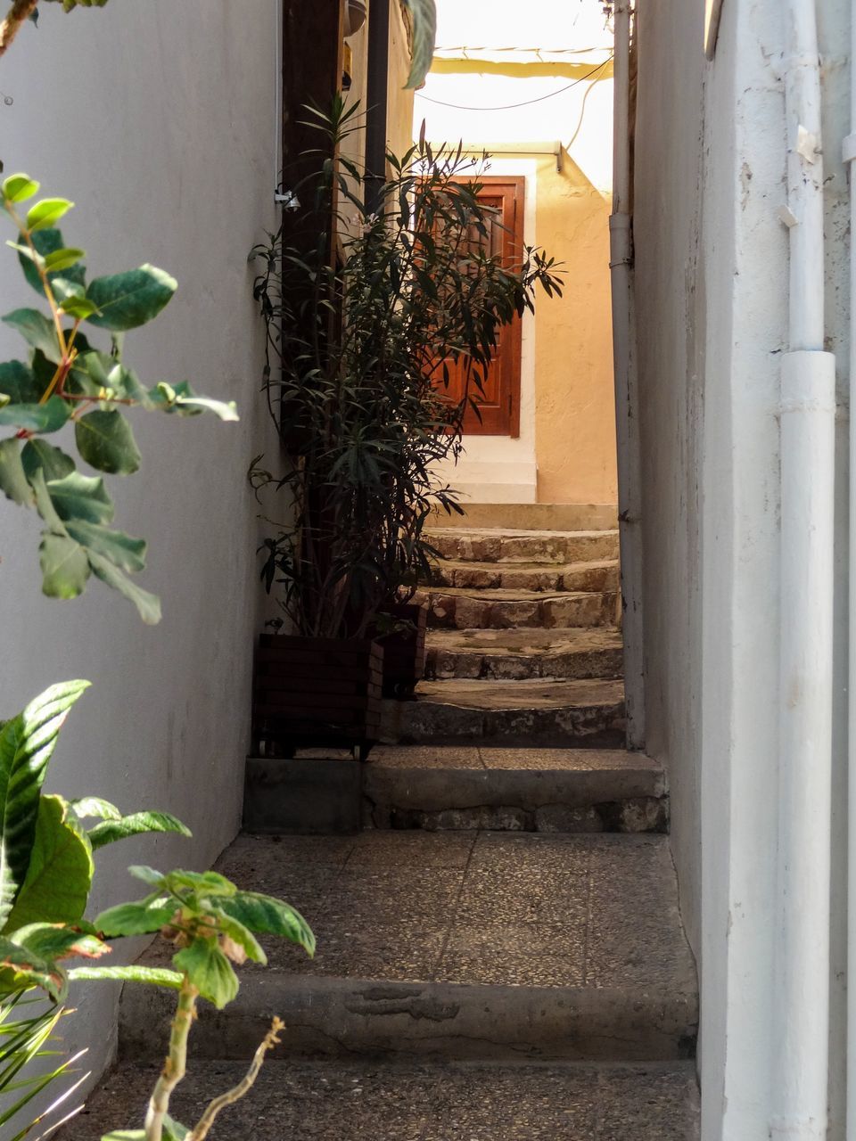 POTTED PLANT ON STEPS OUTSIDE BUILDING