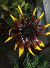 Close-up of yellow flower blooming outdoors