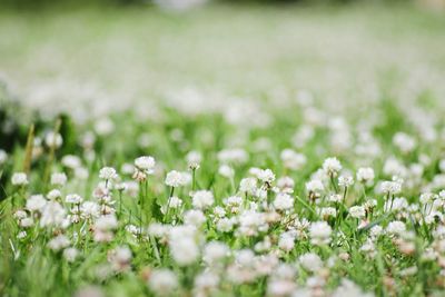 Close-up of white flowering plants on field