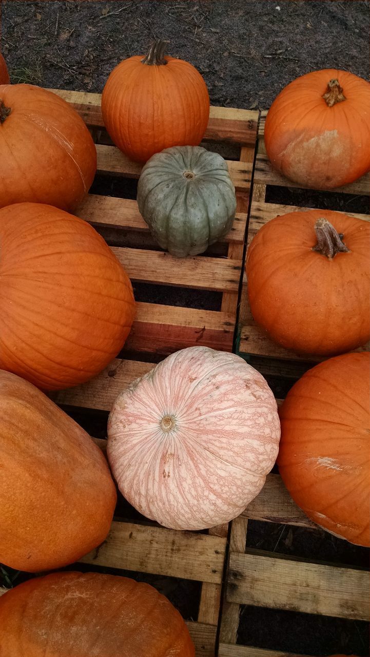 CLOSE-UP OF PUMPKIN PUMPKINS ON FLOOR