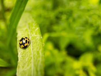 Close-up of ladybug on leaf