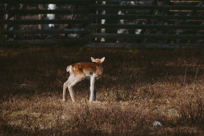 Dog on grassy field