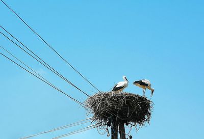 Low angle view of birds in nest against clear blue sky