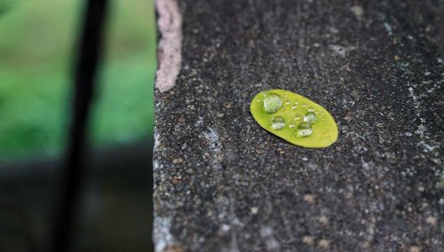 High angle view of tree trunk