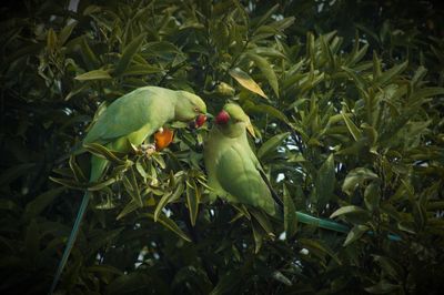 Close-up of bird perching on tree