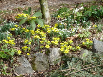 Plants growing in park