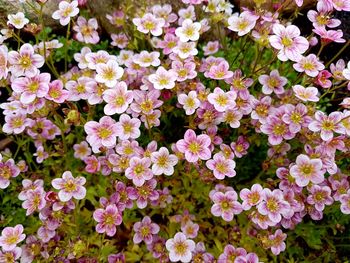 Close-up of pink flowering plants