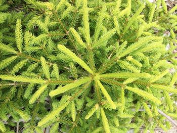 Full frame shot of green leaves