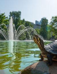 Scenic view of a turtle in front of a lake in frankfurt, germany 