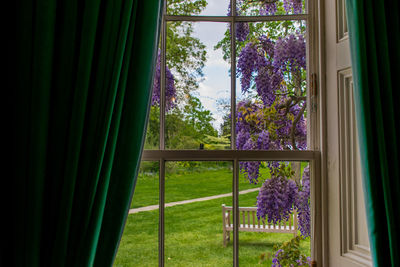 Trees seen through window at home