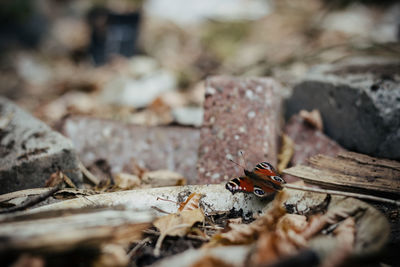 Close-up of ladybug on wood