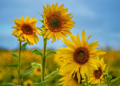 Close-up of sunflower on field