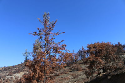 Low angle view of trees against clear blue sky