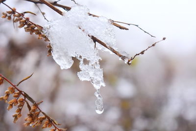 Close-up of frozen plant