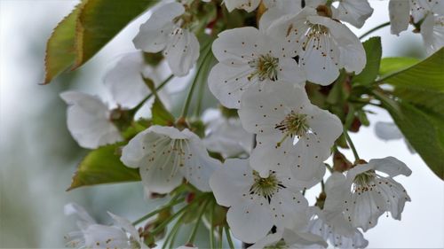 Close-up of white cherry blossom tree