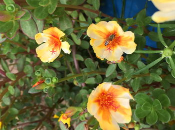 Close-up of yellow flowering plant