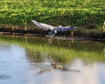 View of birds flying over lake