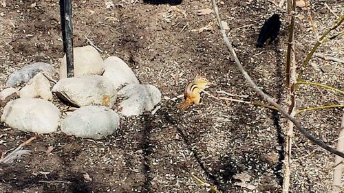 High angle view of crab on beach