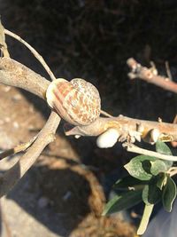 Close-up of snail on tree trunk