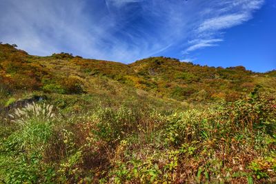 Scenic view of grassy landscape against blue sky