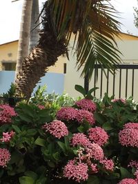 Pink flowers blooming in park