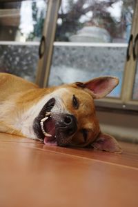 Close-up portrait of dog resting