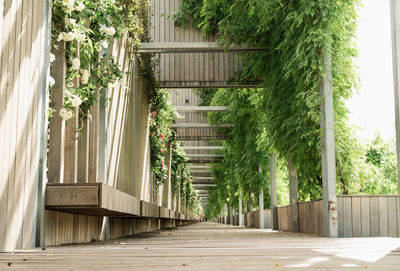 Empty walkway amidst trees and plants in building