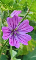 Close-up of purple flower blooming outdoors