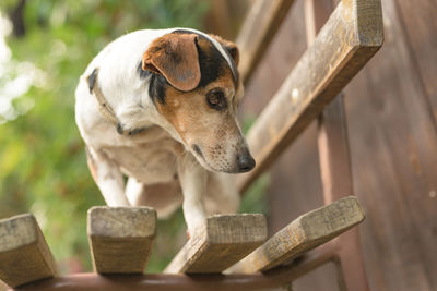 Close-up of a dog looking away