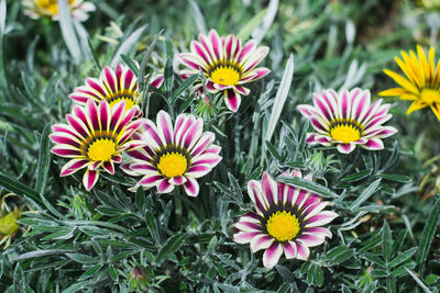 High angle view of pink flowering plants on field