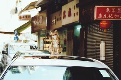 Cat on car roof by stores