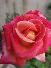 Close-up of pink rose flower