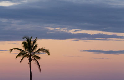 Low angle view of silhouette palm tree against sky at sunset