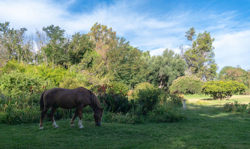 Horses in a field