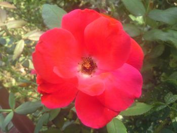 Close-up of red flower