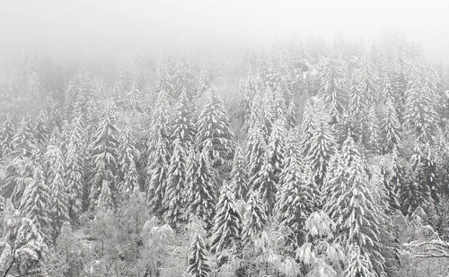 Scenic view of snow covered land