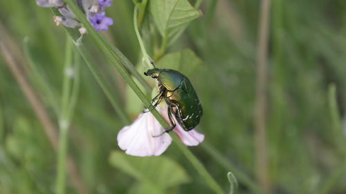 Close-up of butterfly pollinating on purple flower