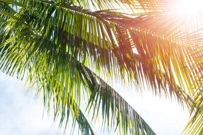 Low angle view of coconut palm tree against sky